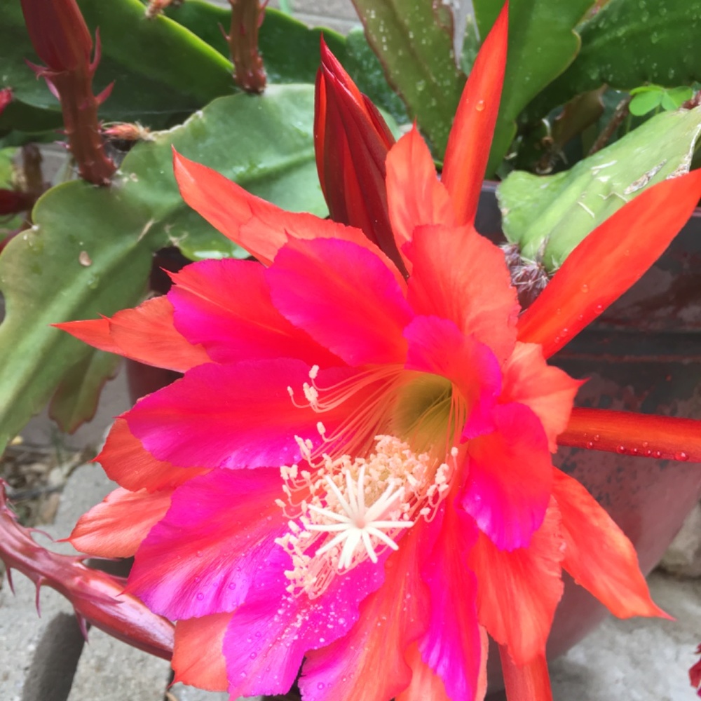 Amazing Orchid Cactus Plant.- Surprise Mixed of Vibrant Colors - Picture 7 of 12